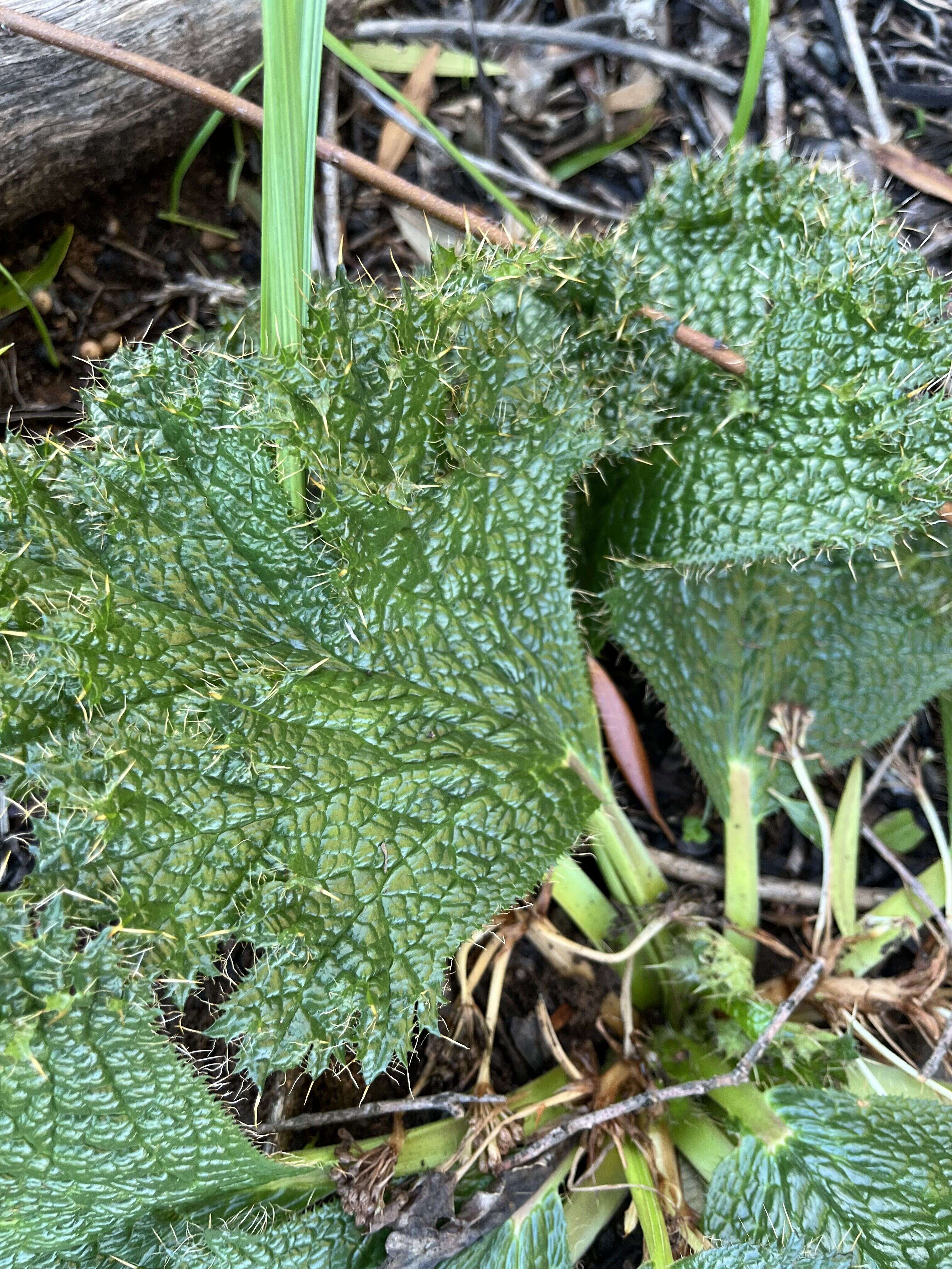 Bear's-foot - Weedopedia - detail view