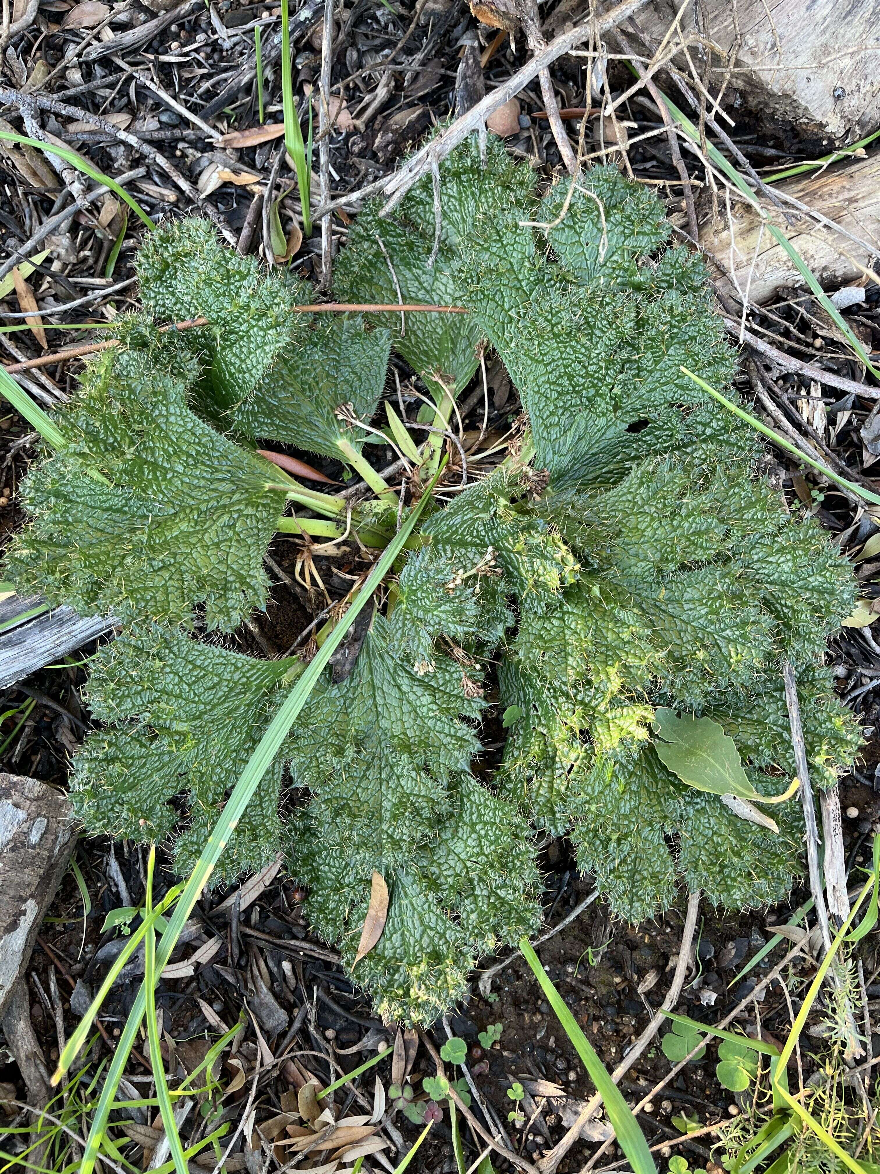 Bear's-foot - Weedopedia - additional view