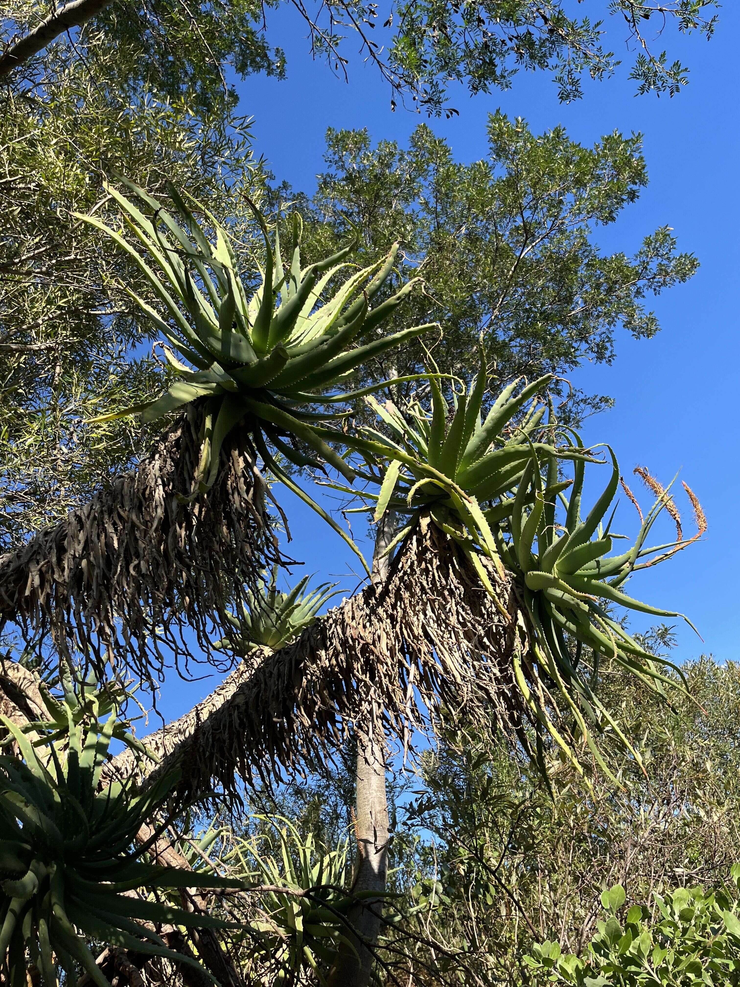 Krantz Aloe - Weedopedia - main image