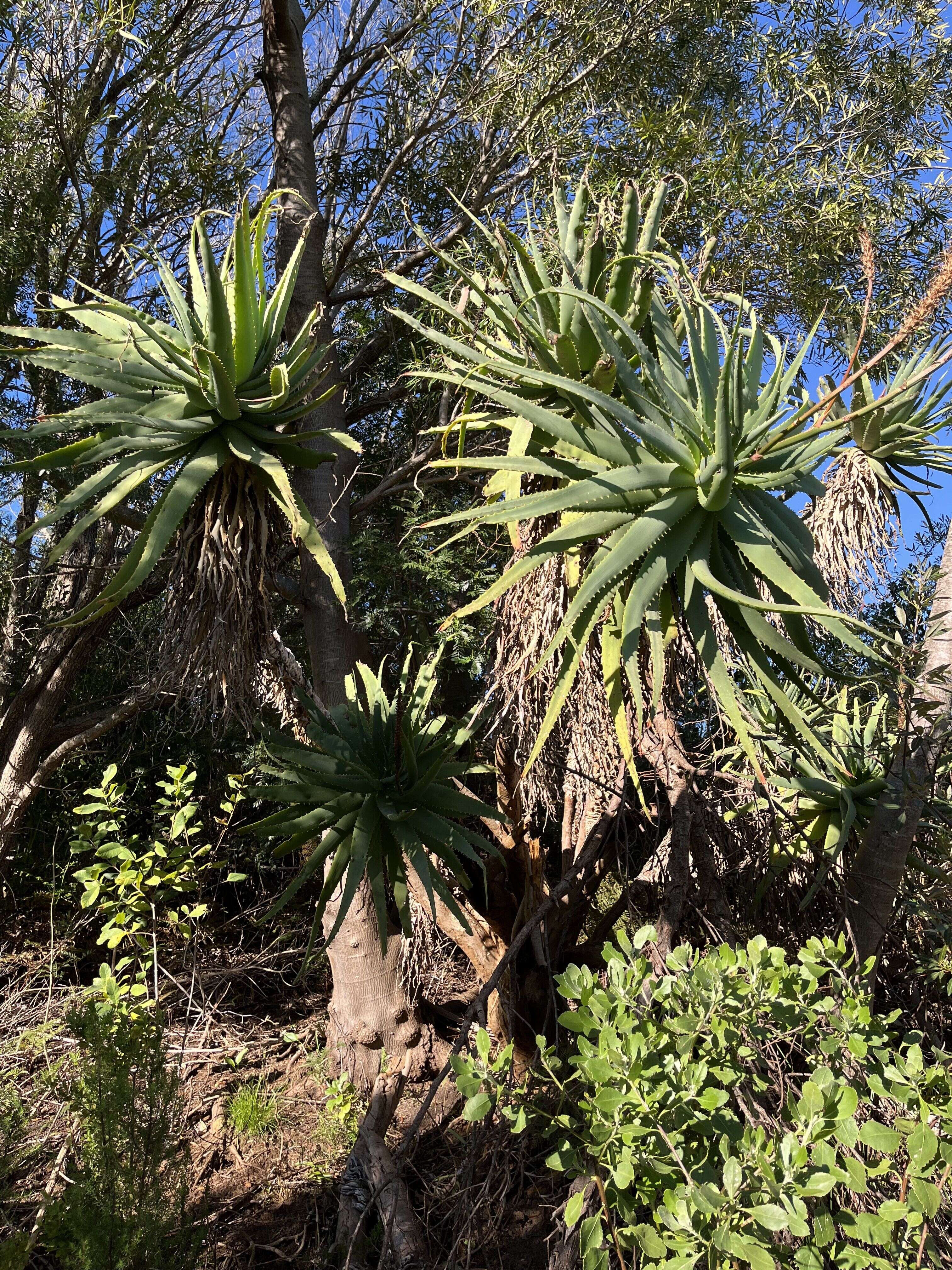 Krantz Aloe - Weedopedia - additional view