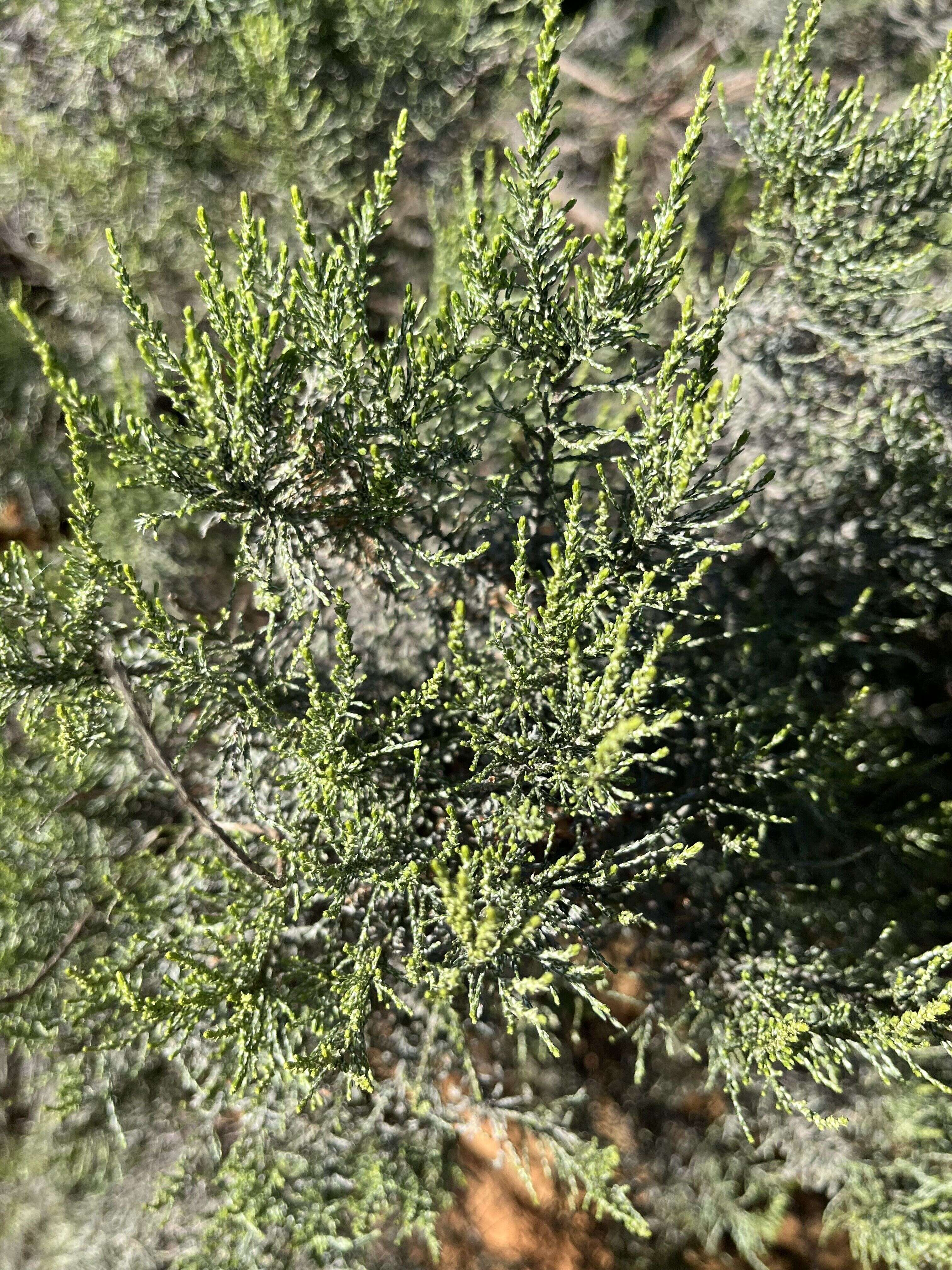 renosterbos - Weedopedia - detail view