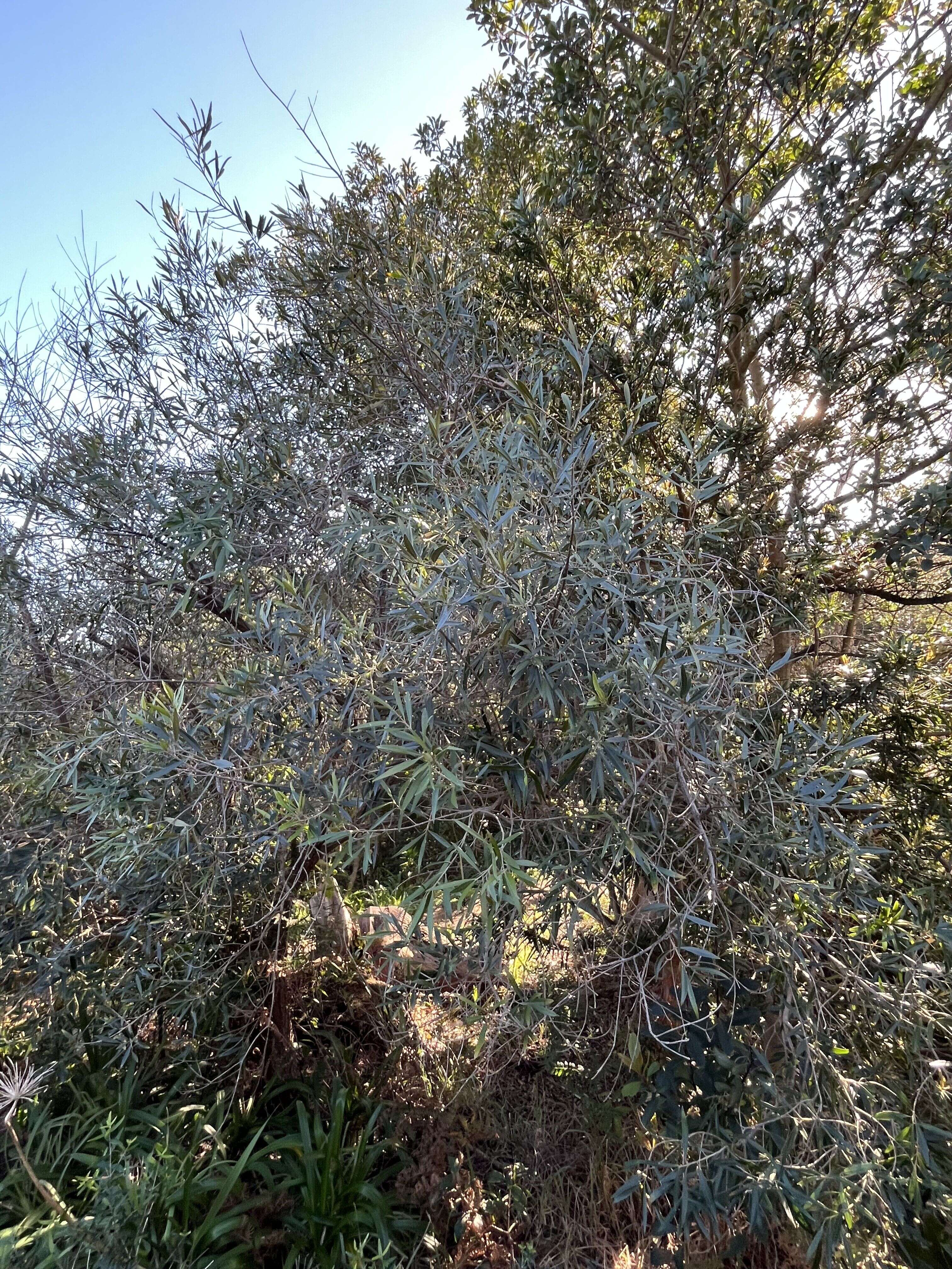Wild Olive - Weedopedia - main image