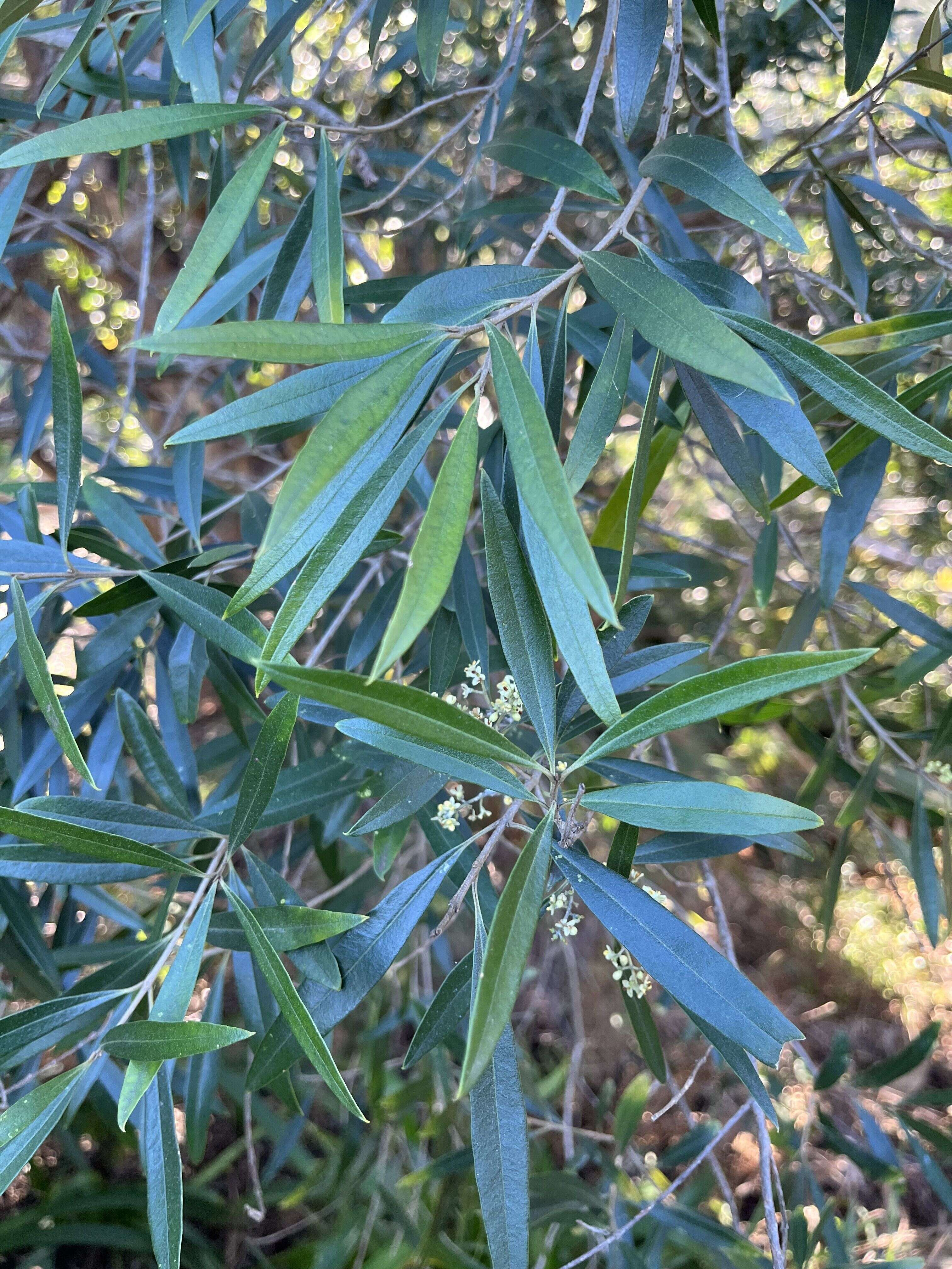Wild Olive - Weedopedia - additional view