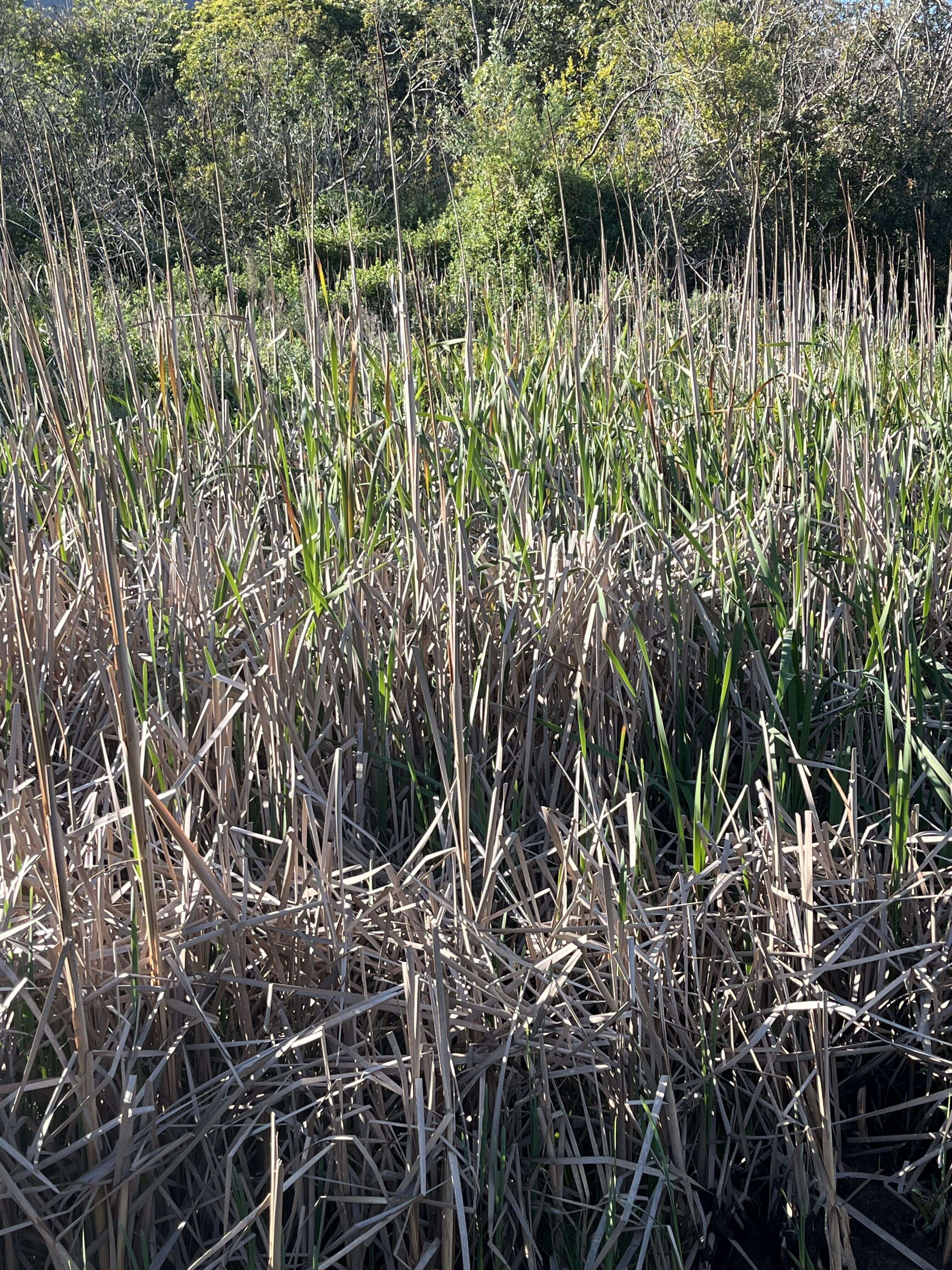 Bulrush - Weedopedia - main image