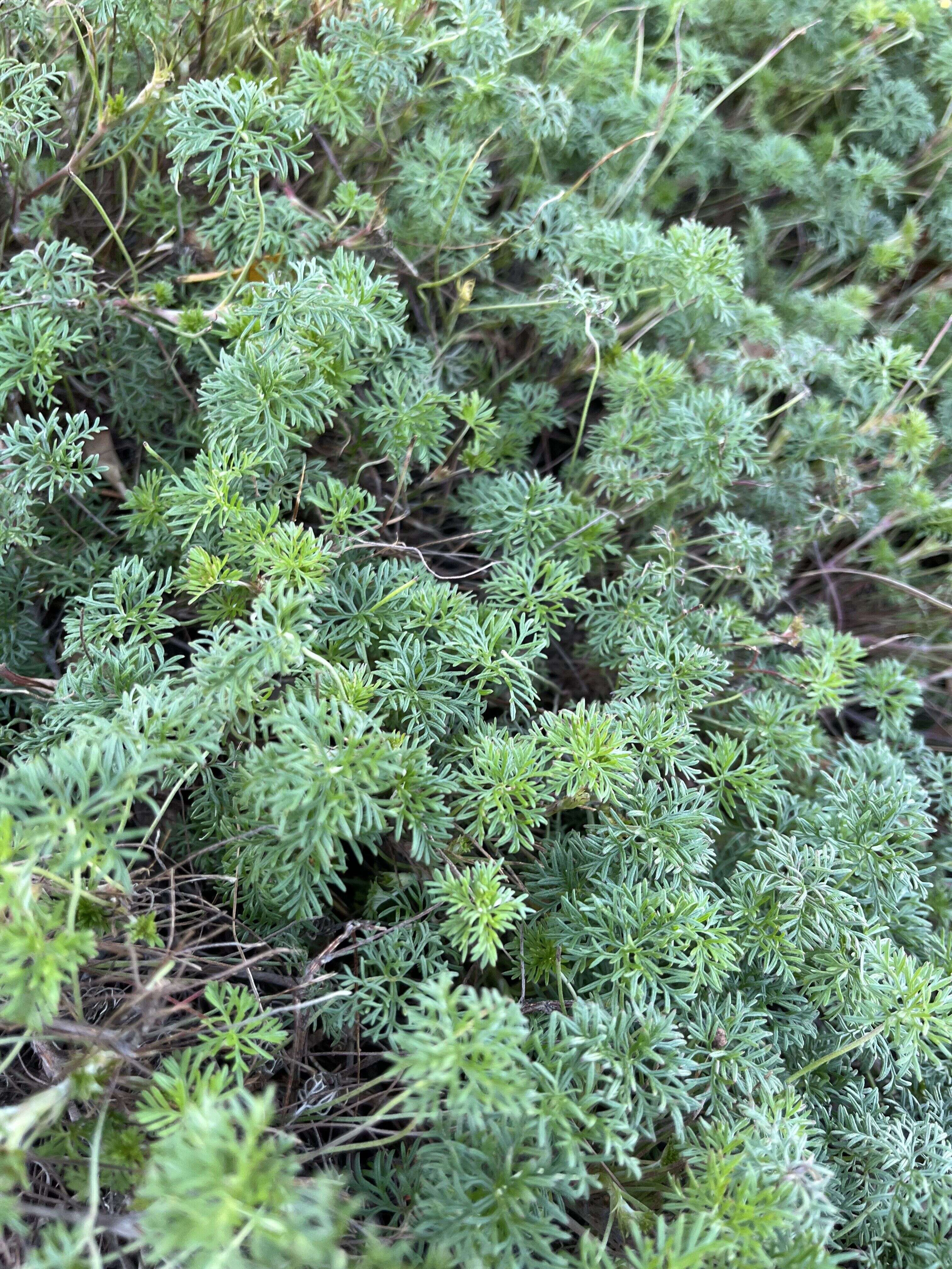 Carpet Geranium - Weedopedia - main image