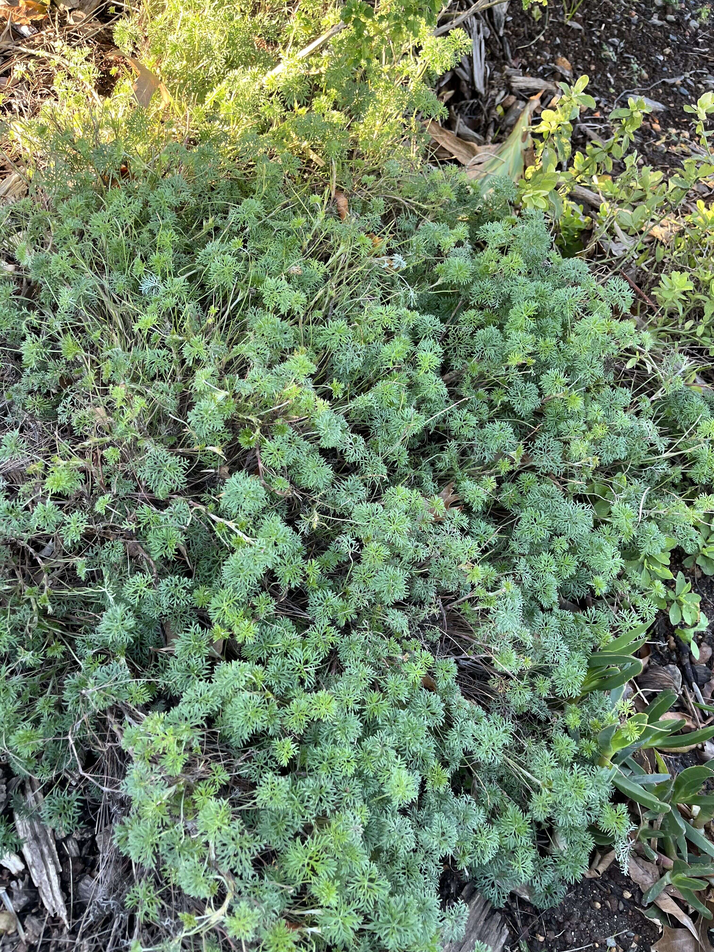 Carpet Geranium - Weedopedia - detail view