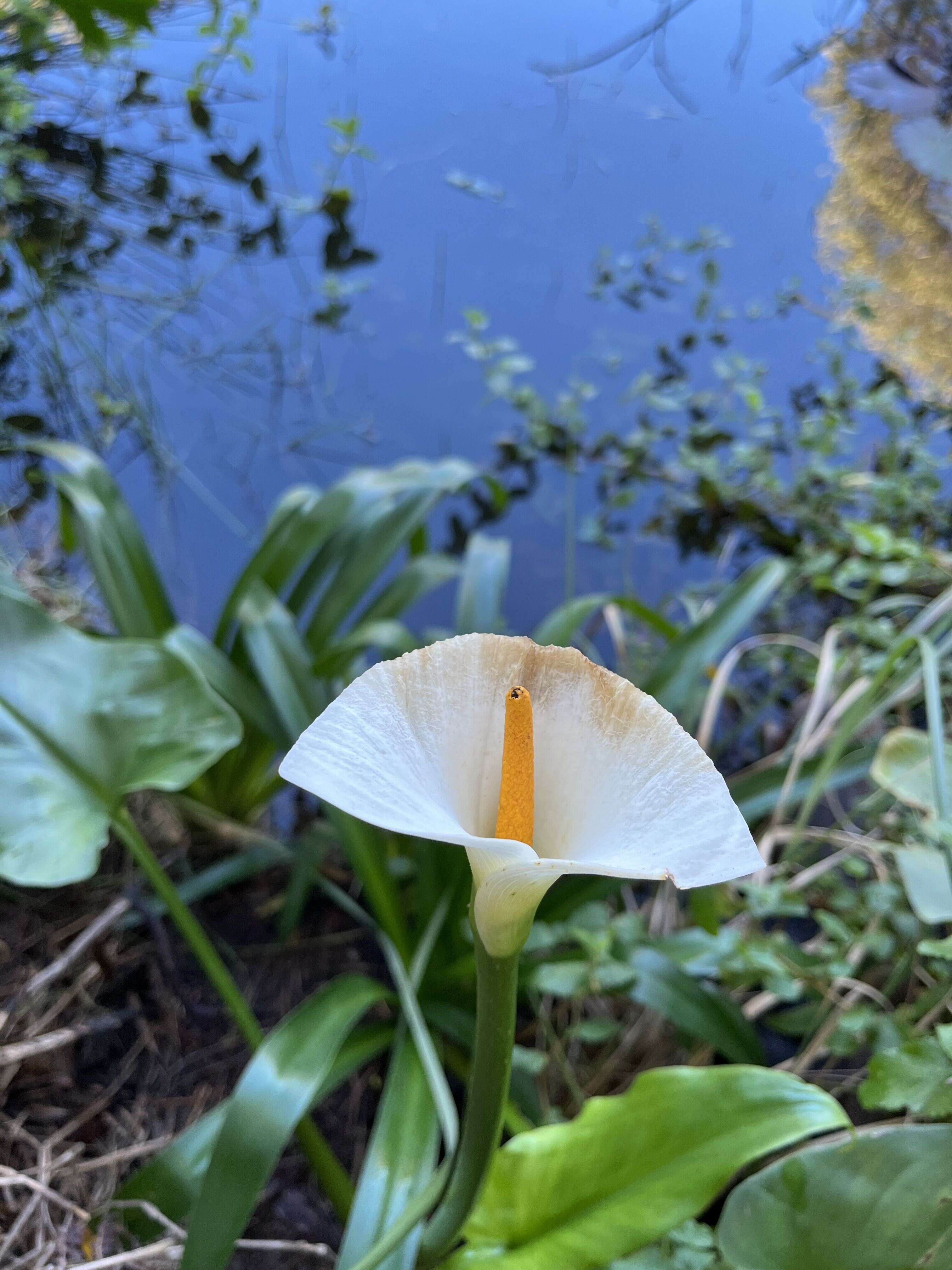Common Arum Lily - Weedopedia - main image