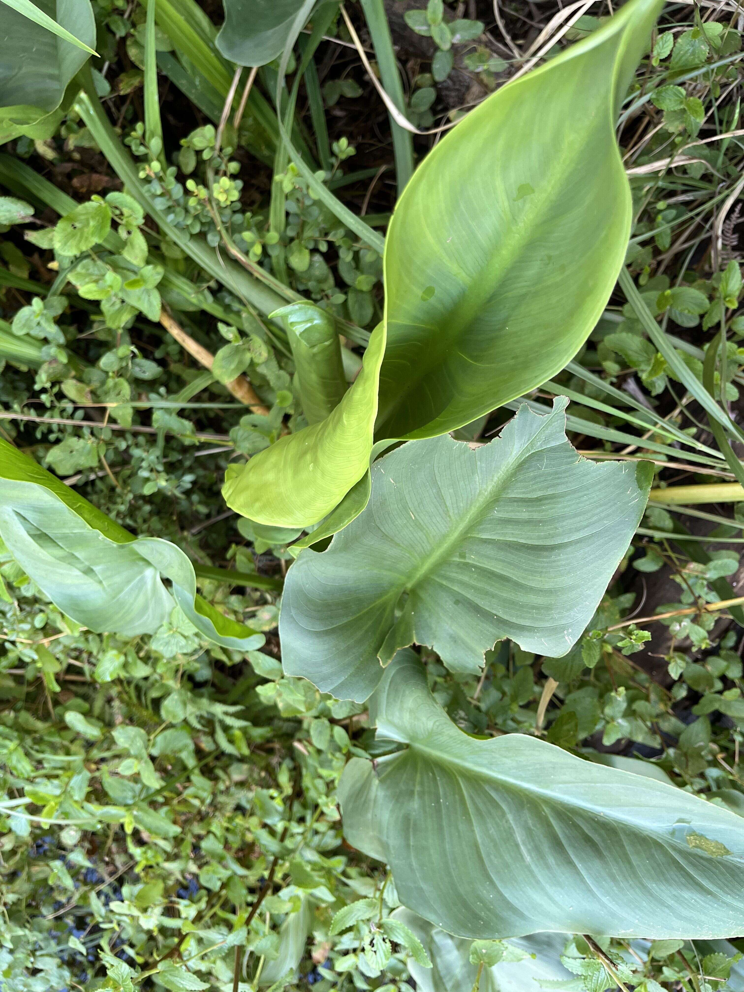 Common Arum Lily - Weedopedia - detail view