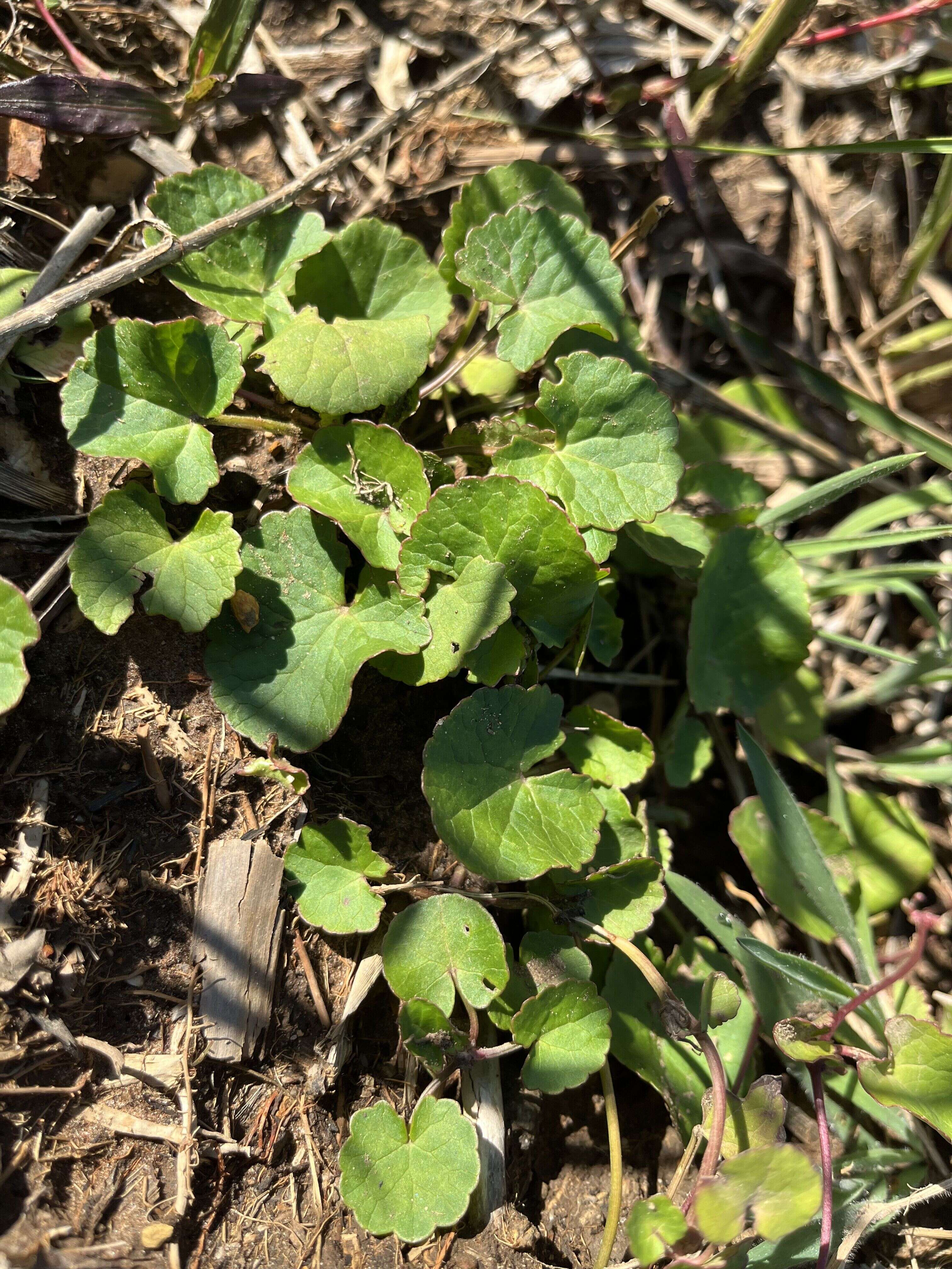 Marsh Pennywort - Weedopedia - main image