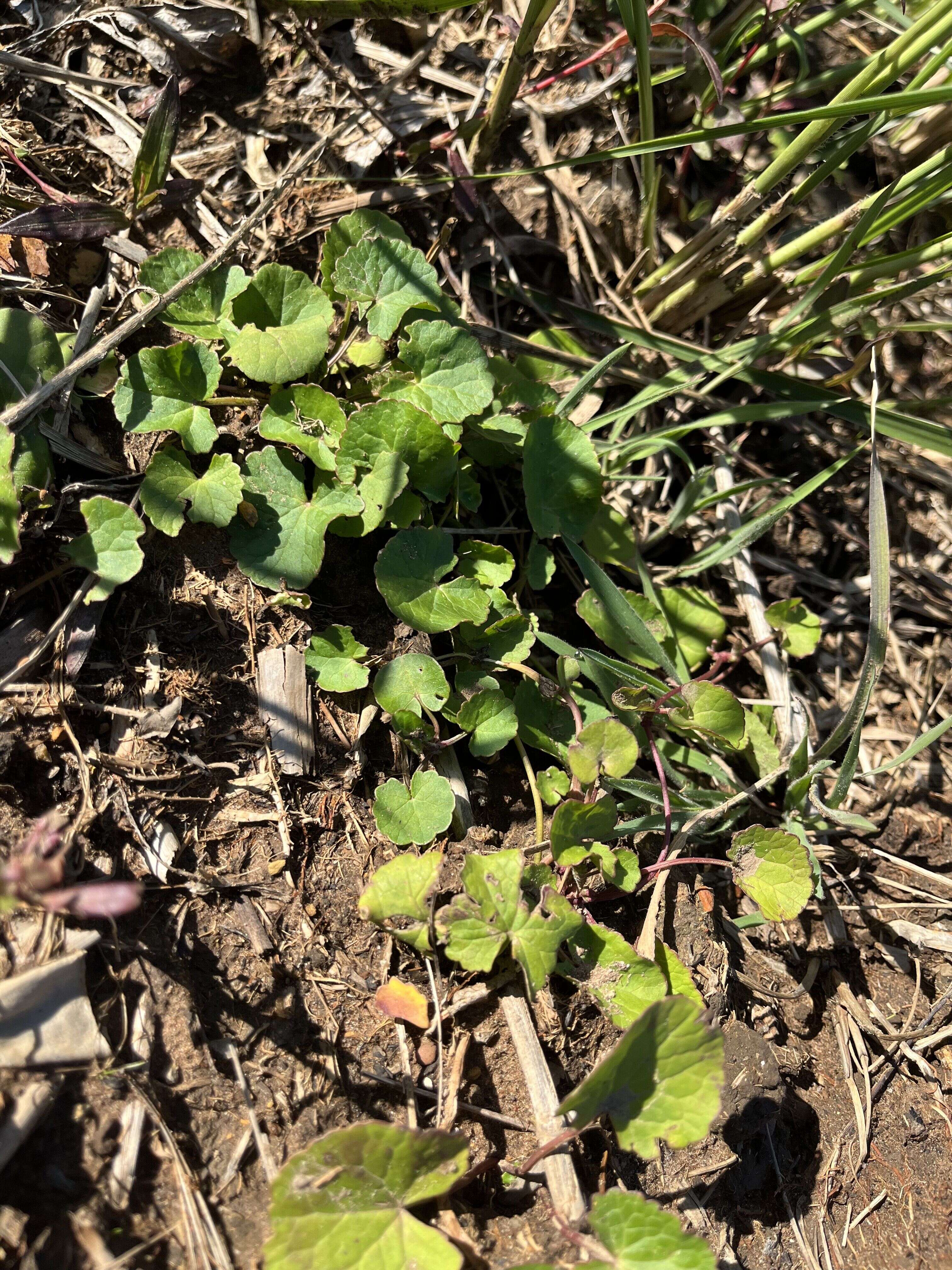 Marsh Pennywort - Weedopedia - detail view