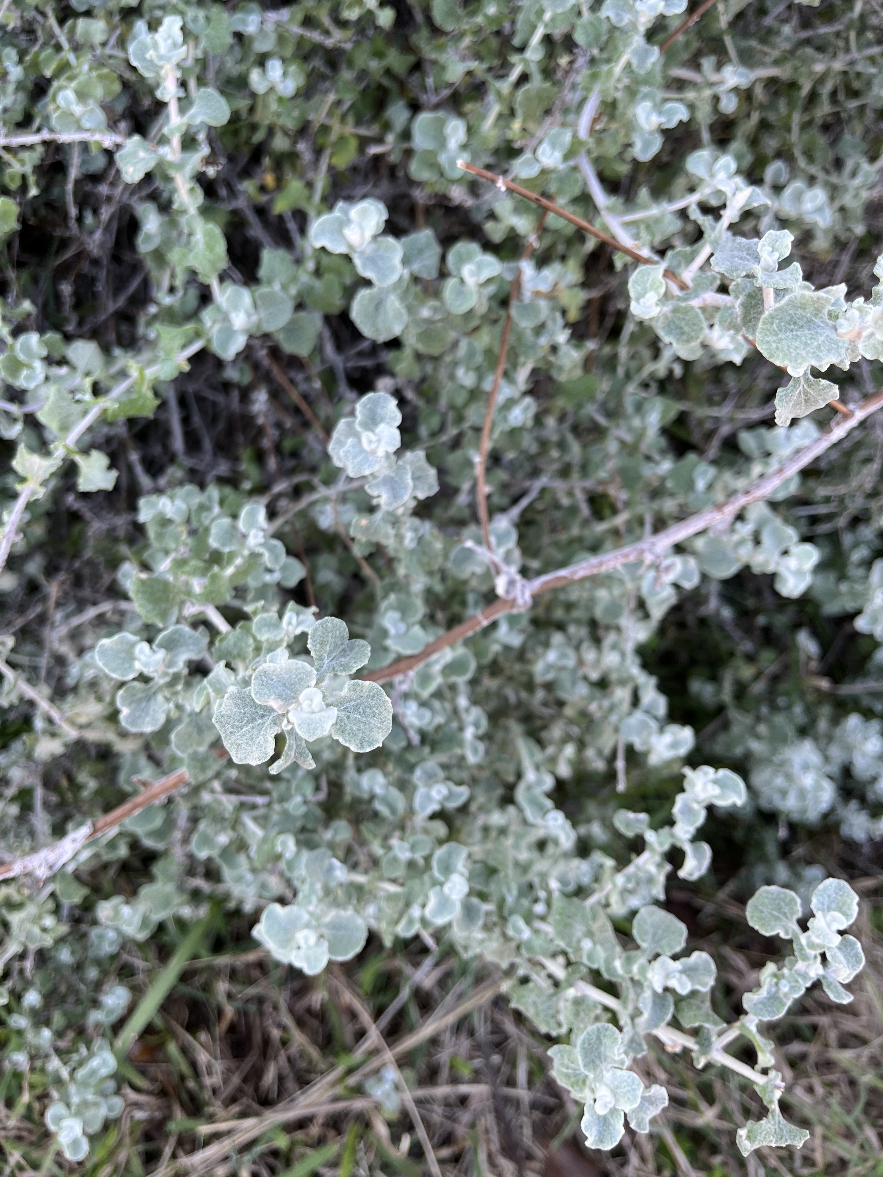 Everlasting - Weedopedia - detail view