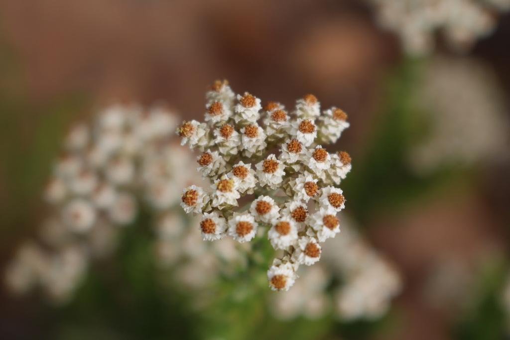 Everlasting - Weedopedia - additional view