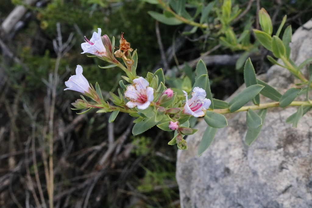 Grey Healthbush - Weedopedia - main image