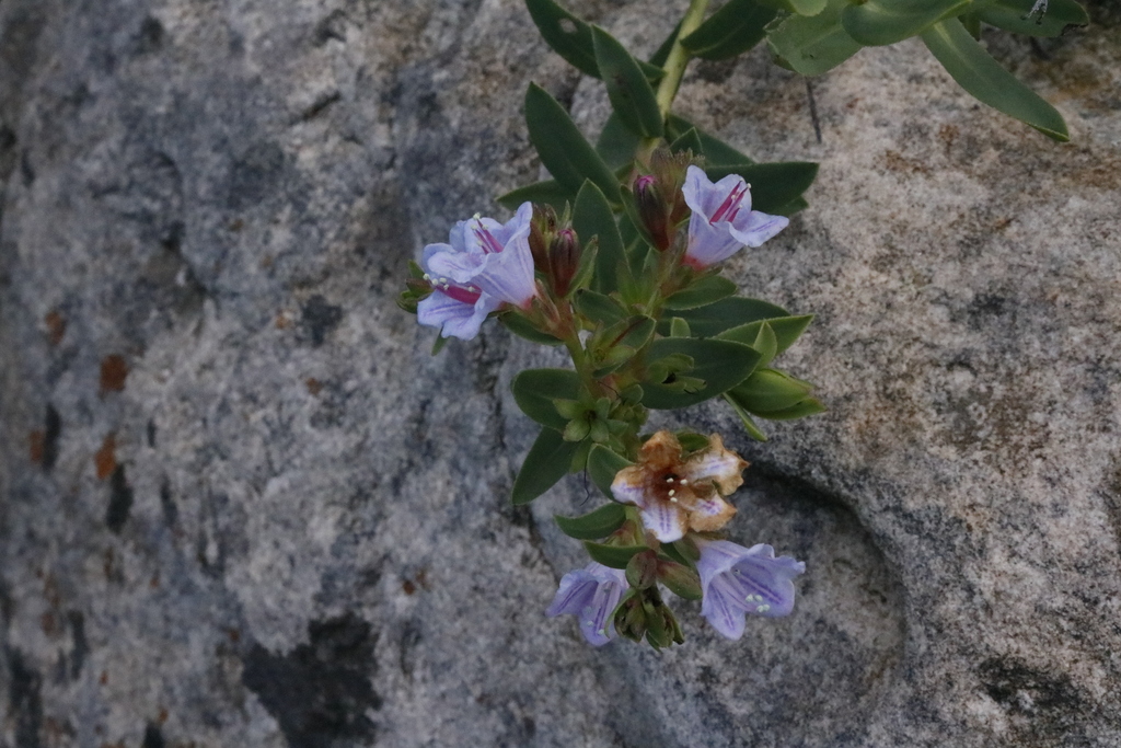 Grey Healthbush - Weedopedia - detail view