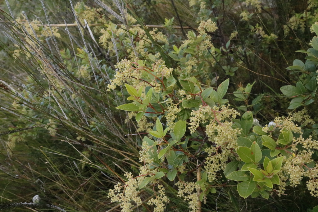 Bicolour Currantrhus - Weedopedia - detail view