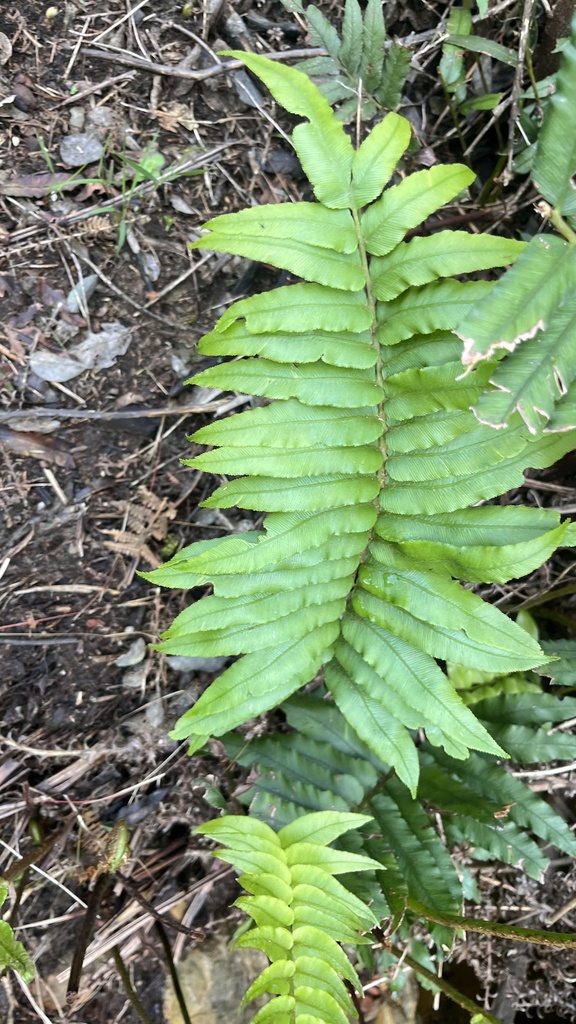 Cape Hard Fern - Weedopedia - main image