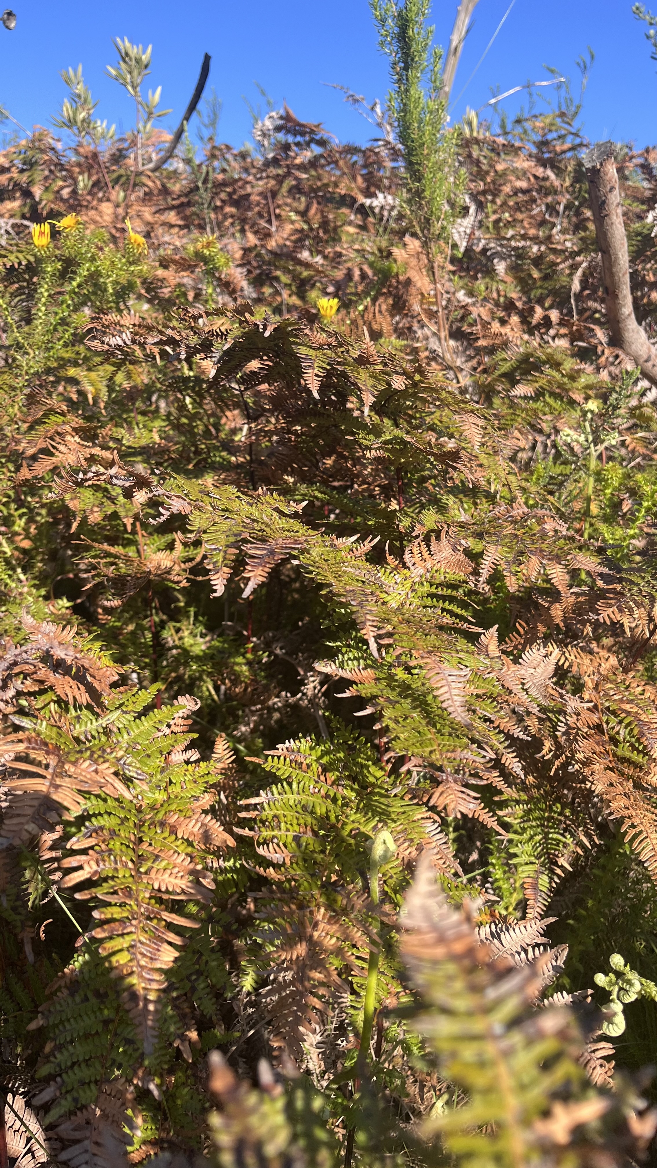 Bracken Fern (fiddleheads) - Weedopedia - detail view