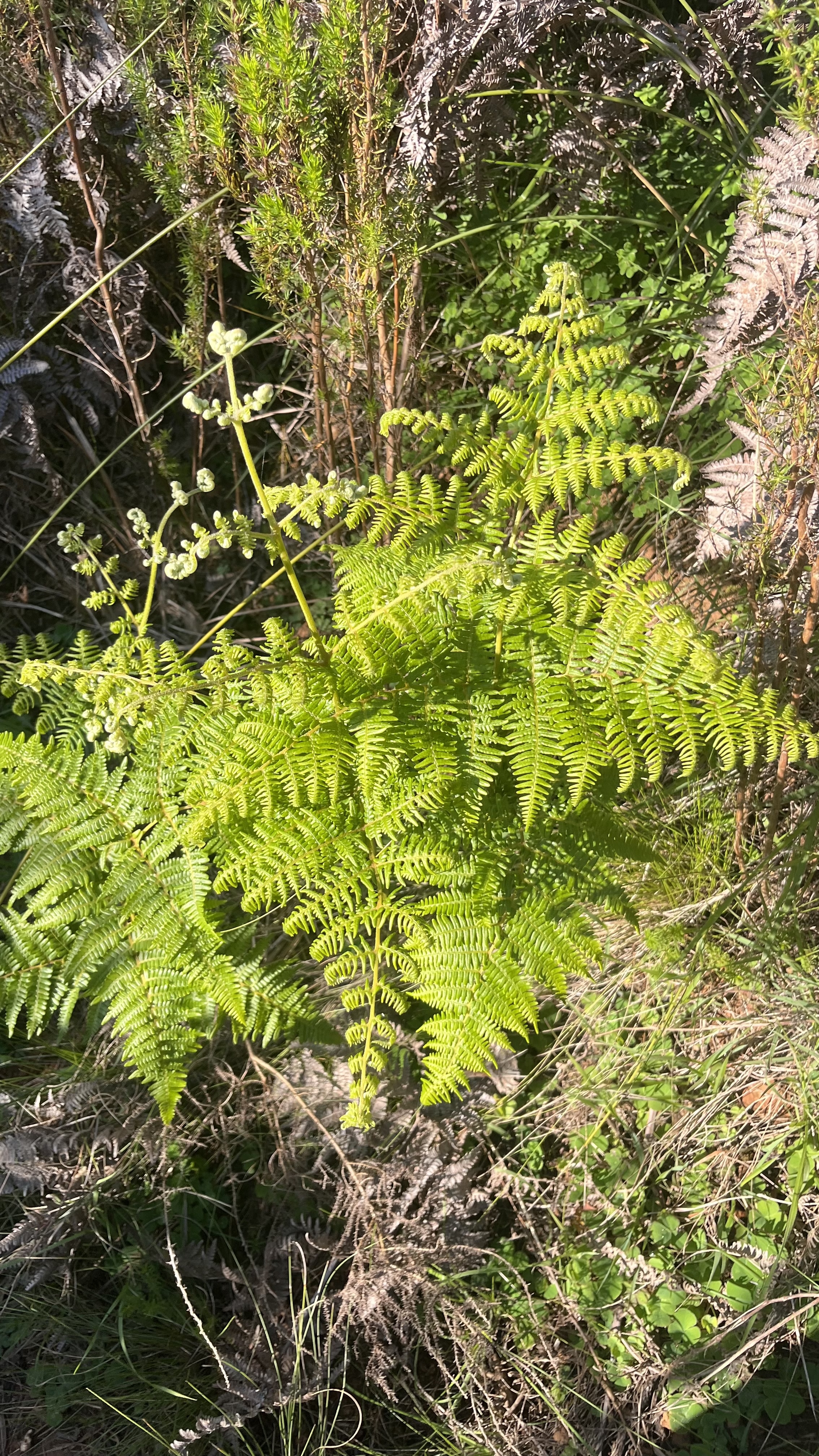 Bracken Fern (fiddleheads) - Weedopedia - additional view